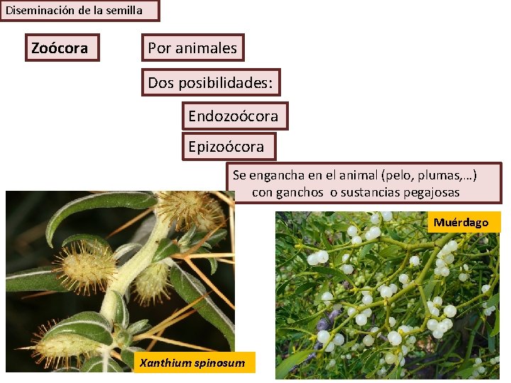 Diseminación de la semilla Zoócora Por animales Dos posibilidades: Endozoócora Epizoócora Se engancha en