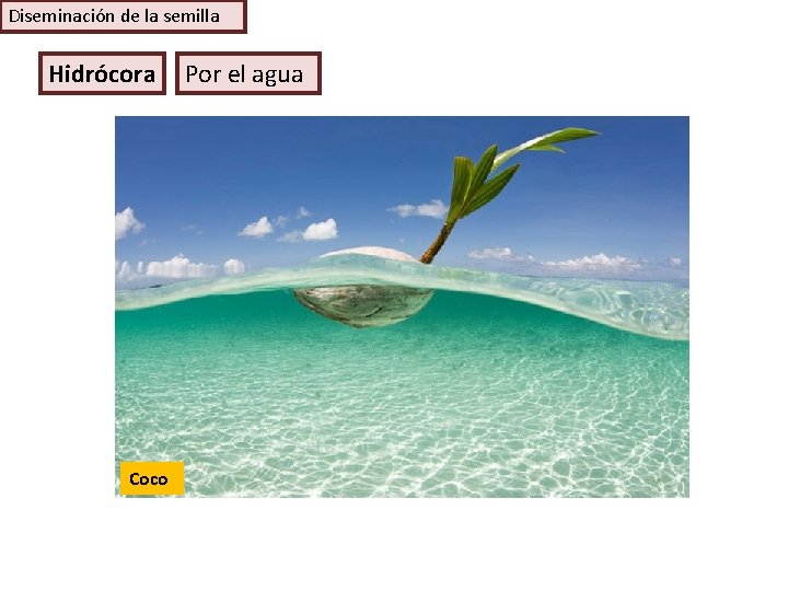 Diseminación de la semilla Hidrócora Coco Por el agua 