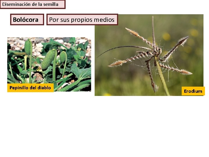 Diseminación de la semilla Bolócora Por sus propios medios Pepinillo del diablo Erodium 