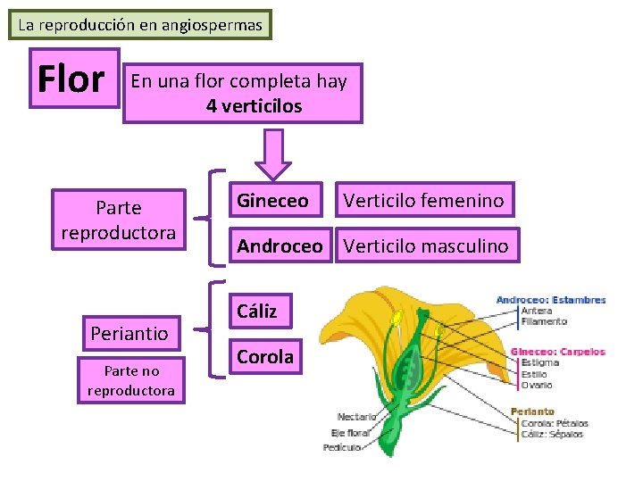 La reproducción en angiospermas Flor En una flor completa hay 4 verticilos Parte reproductora