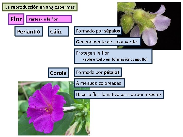 La reproducción en angiospermas Flor Partes de la flor Periantio Cáliz Formado por sépalos