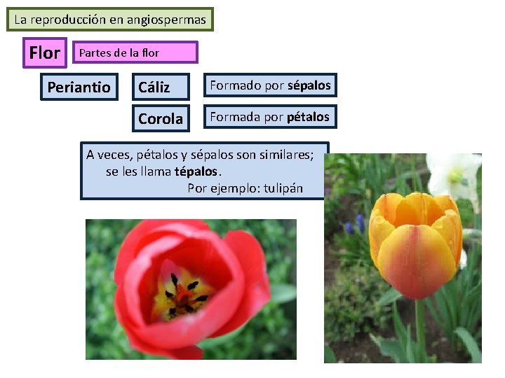 La reproducción en angiospermas Flor Partes de la flor Periantio Cáliz Formado por sépalos