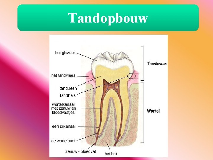 Tandopbouw tandbeen tandhals 