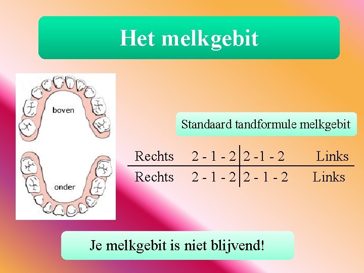 Het melkgebit Standaard tandformule melkgebit Rechts 2 - 1 - 2 2 -1 -