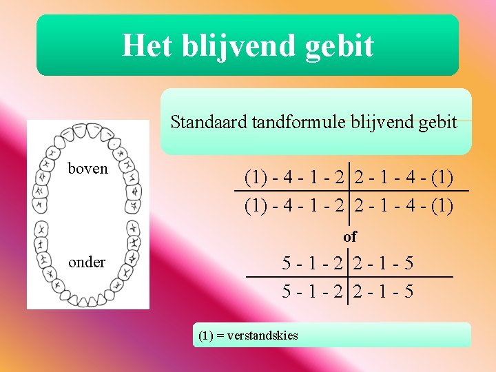 Het blijvend gebit Standaard tandformule blijvend gebit boven (1) - 4 - 1 -