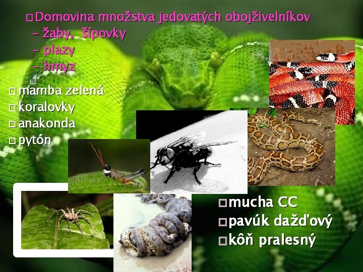 � Domovina množstva jedovatých obojživelníkov – žaby, šípovky - plazy - hmyz � mamba