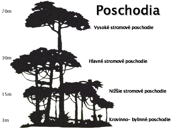 70 m Poschodia Vysoké stromové poschodie 30 m 15 m 3 m Hlavné stromové