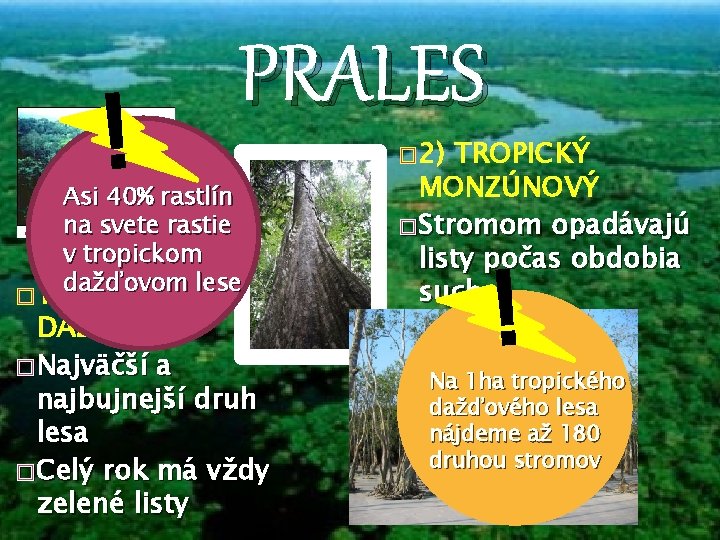 ! PRALES Asi 40% rastlín na svete rastie v tropickom dažďovom lese � 1)