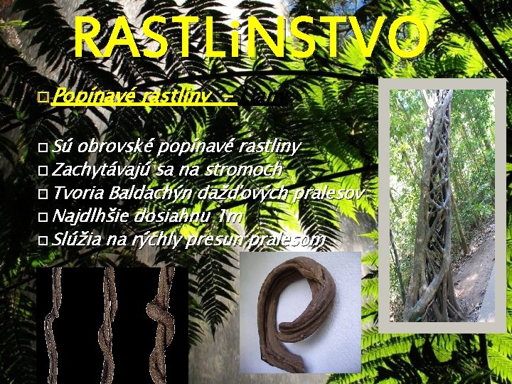 RASTLi. NSTVO � Popínavé � Sú rastliny - Liany obrovské popínavé rastliny � Zachytávajú