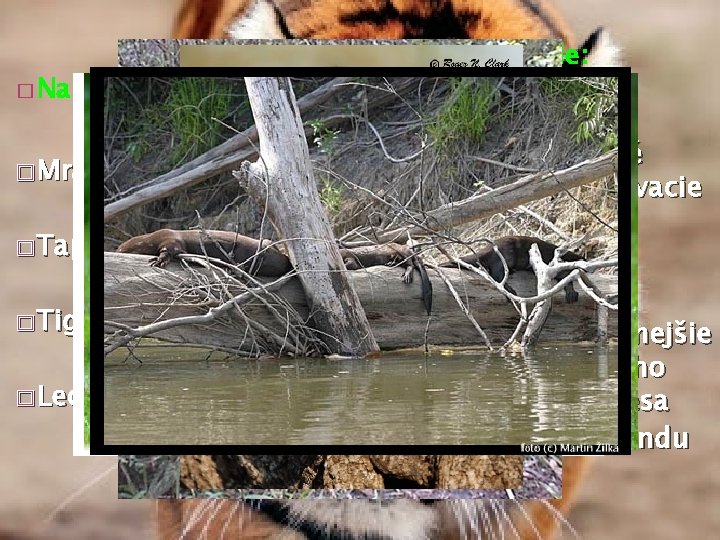� Na zemi v pralese žijú : � Mravčiar – � Tapír � Tiger