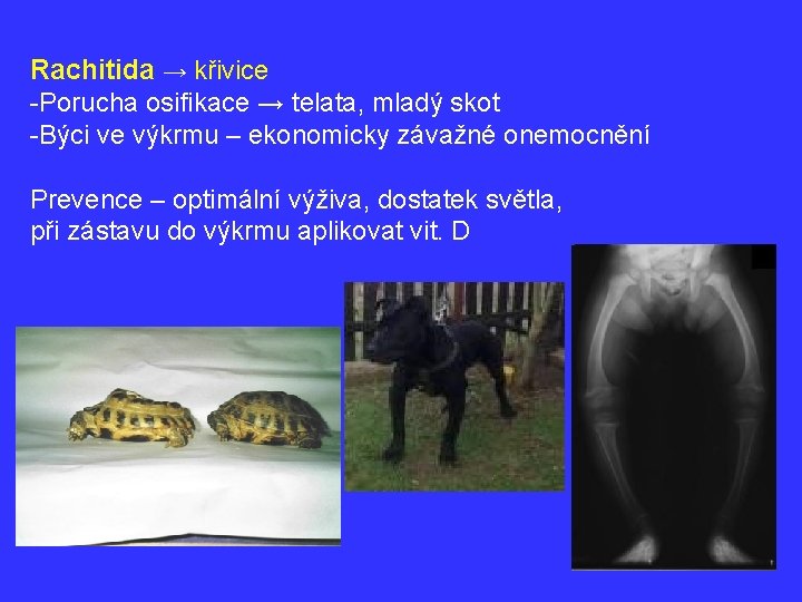 Rachitida → křivice -Porucha osifikace → telata, mladý skot -Býci ve výkrmu – ekonomicky