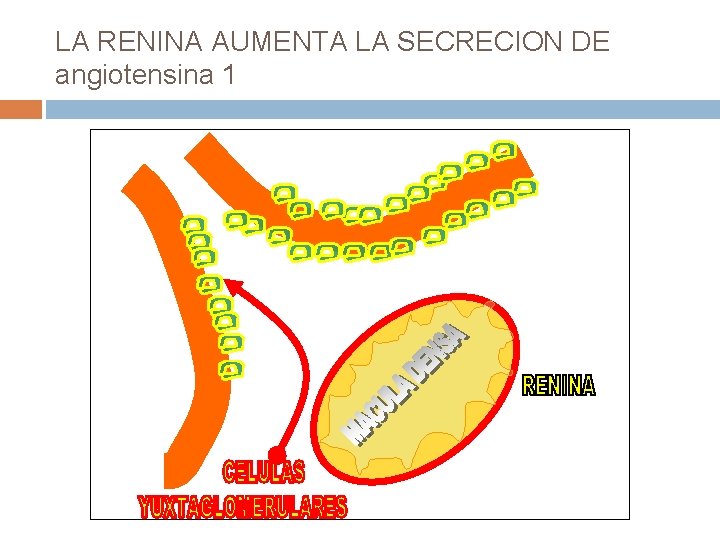 LA RENINA AUMENTA LA SECRECION DE angiotensina 1 