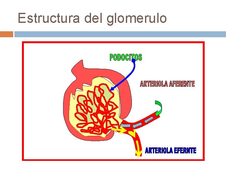 Estructura del glomerulo 
