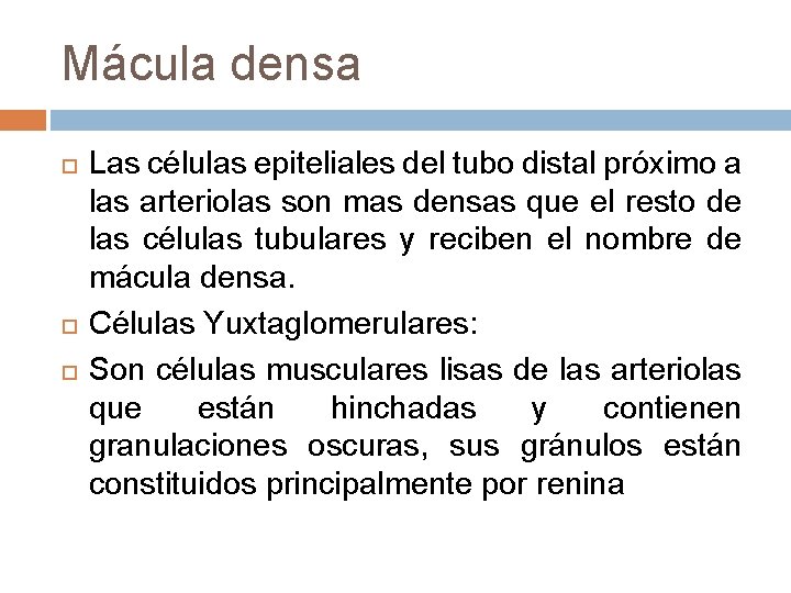 Mácula densa Las células epiteliales del tubo distal próximo a las arteriolas son mas