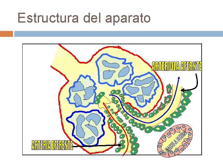 Estructura del aparato 