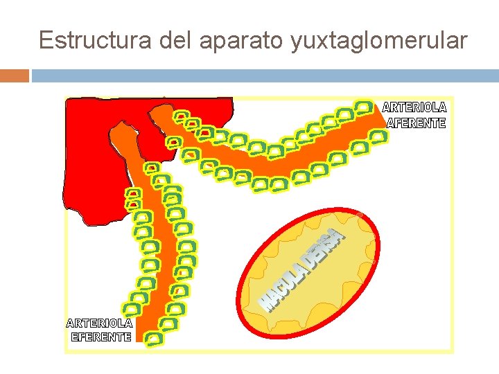 Estructura del aparato yuxtaglomerular 