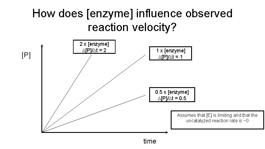 How does [enzyme] influence observed reaction velocity? [P] 2 x [enzyme] D[P]/Dt = 2