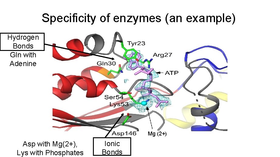 Specificity of enzymes (an example) Hydrogen Bonds Gln with Adenine Mg (2+) Asp with