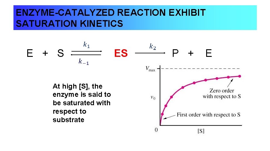 ENZYME-CATALYZED REACTION EXHIBIT SATURATION KINETICS E + S ES P + E At high