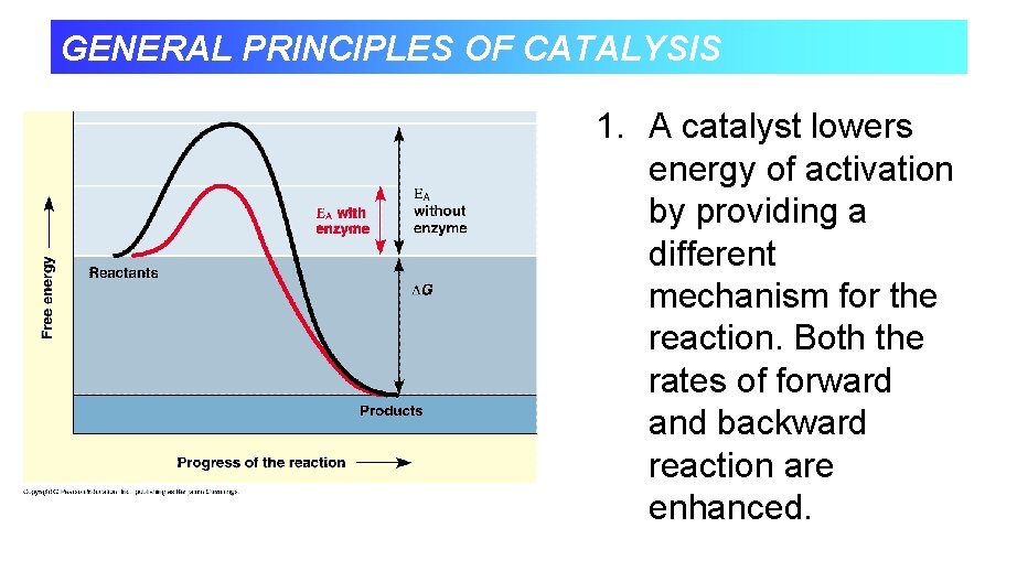 GENERAL PRINCIPLES OF CATALYSIS 1. A catalyst lowers energy of activation by providing a