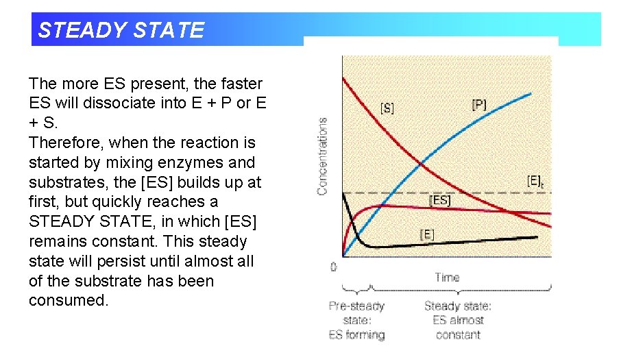 STEADY STATE The more ES present, the faster ES will dissociate into E +