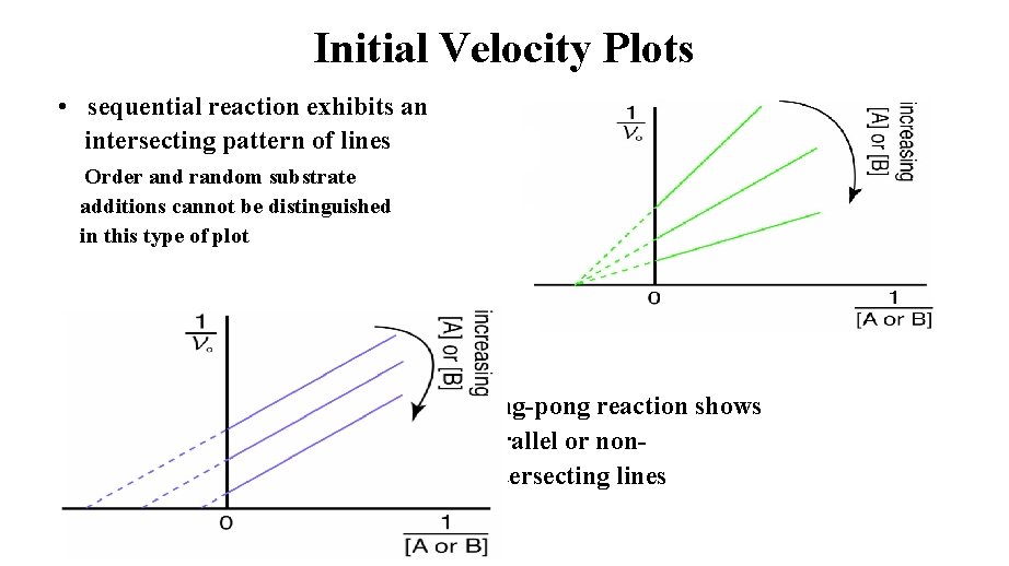 Initial Velocity Plots • sequential reaction exhibits an intersecting pattern of lines Order and