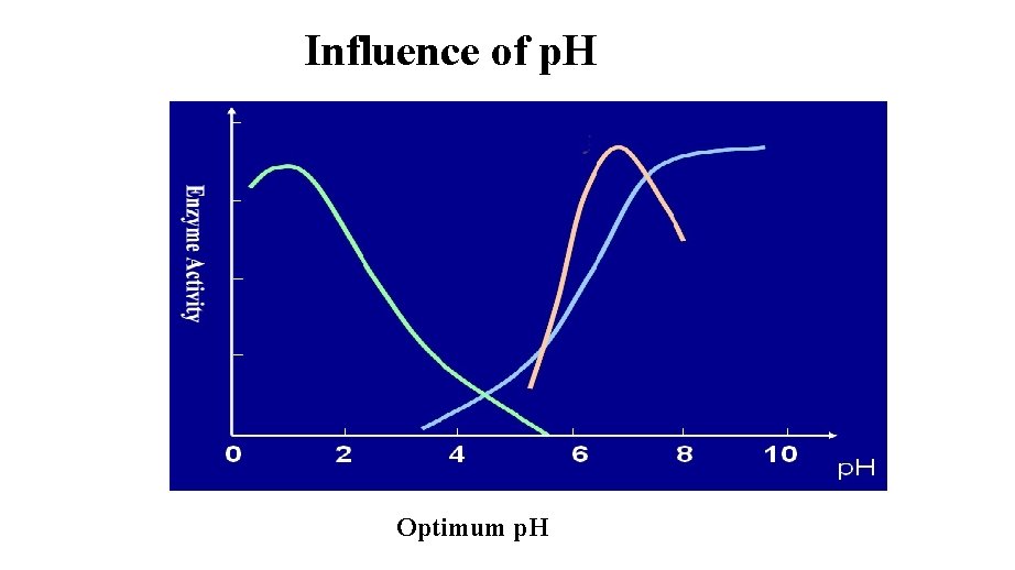 Influence of p. H Optimum p. H 