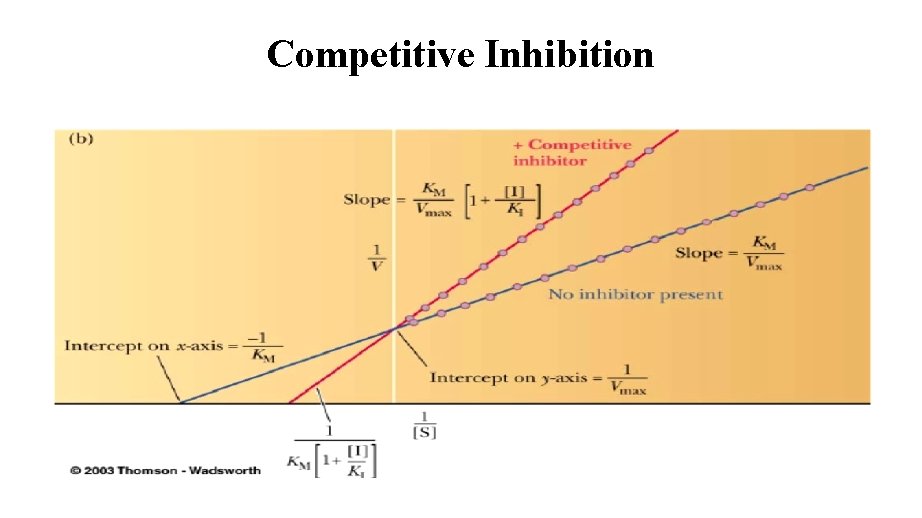 Competitive Inhibition 