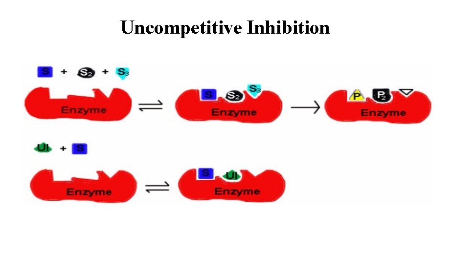 Uncompetitive Inhibition 