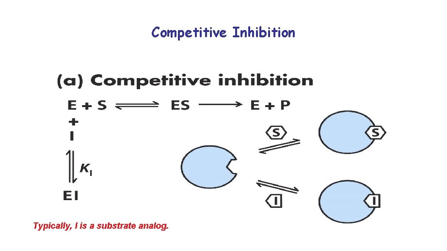 Competitive Inhibition Typically, I is a substrate analog. 