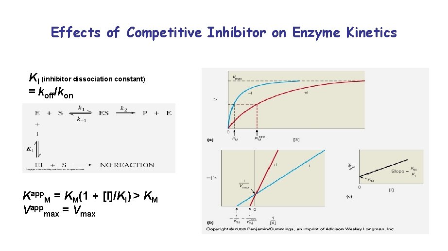 Effects of Competitive Inhibitor on Enzyme Kinetics KI (inhibitor dissociation constant) = koff/kon Kapp.