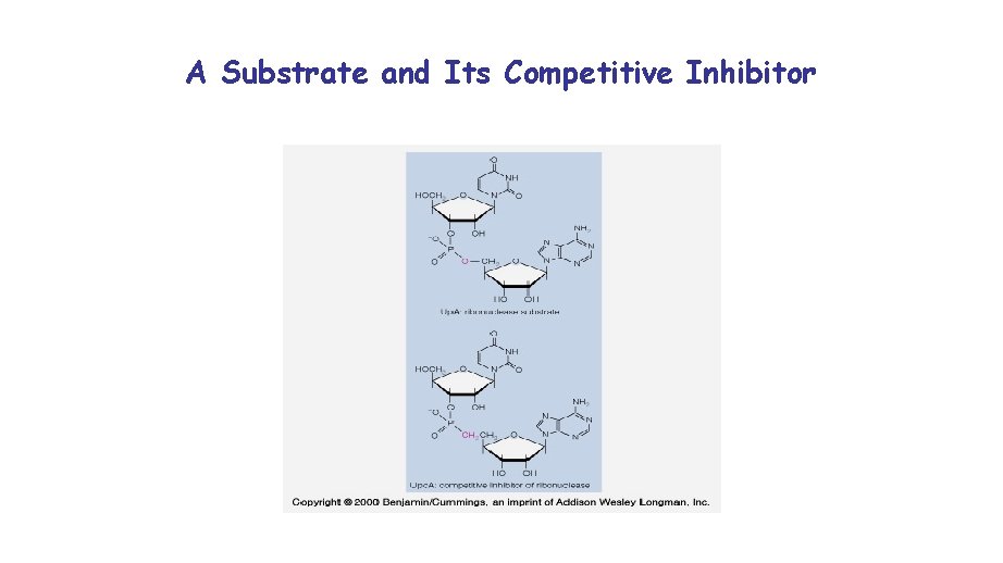 A Substrate and Its Competitive Inhibitor 