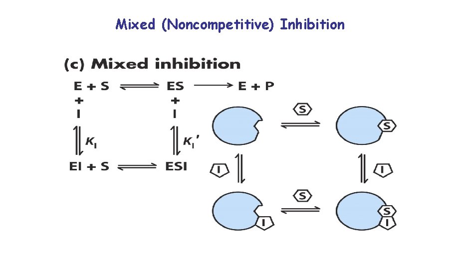 Mixed (Noncompetitive) Inhibition 