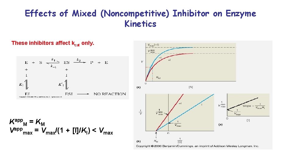 Effects of Mixed (Noncompetitive) Inhibitor on Enzyme Kinetics These inhibitors affect kcat only. Kapp.