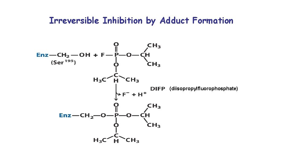 Irreversible Inhibition by Adduct Formation (diisopropylfluorophosphate) 