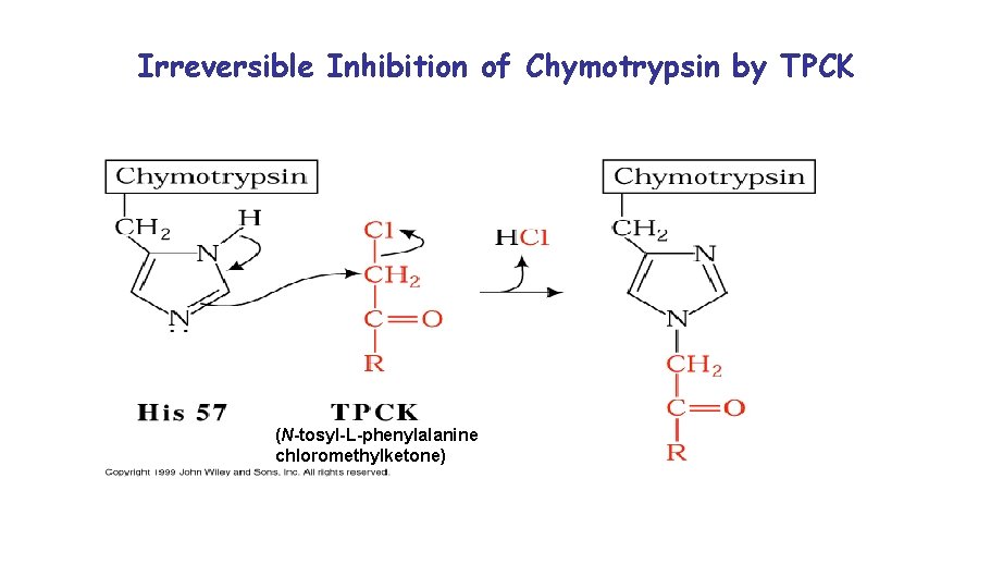 Irreversible Inhibition of Chymotrypsin by TPCK (N-tosyl-L-phenylalanine chloromethylketone) 