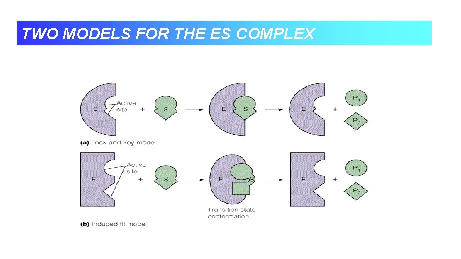 TWO MODELS FOR THE ES COMPLEX 