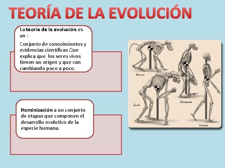 TEORÍA DE LA EVOLUCIÓN La teoría de la evolución es un : Conjunto de