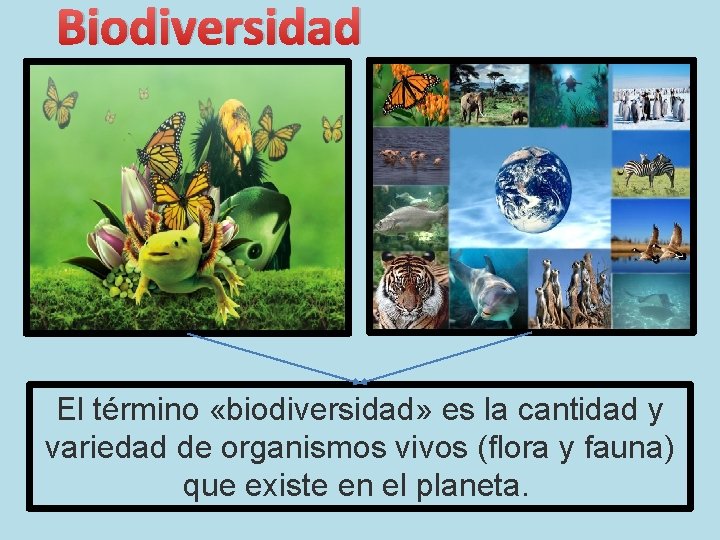 Biodiversidad El término «biodiversidad» es la cantidad y variedad de organismos vivos (flora y