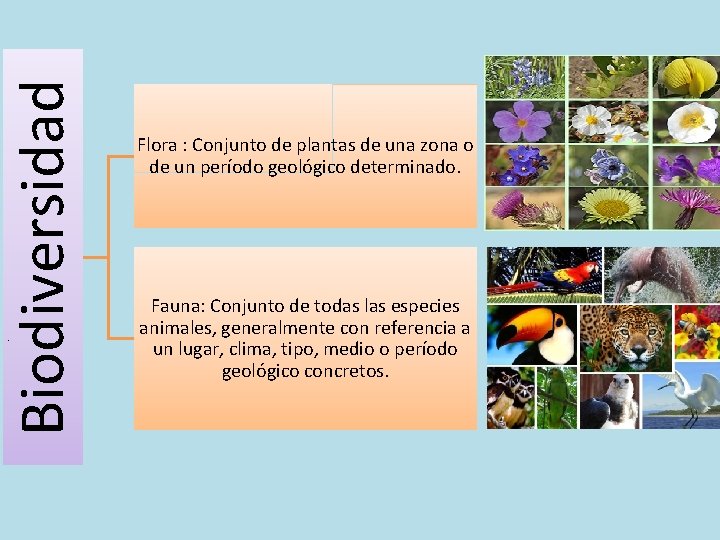 Biodiversidad Flora : Conjunto de plantas de una zona o de un período geológico