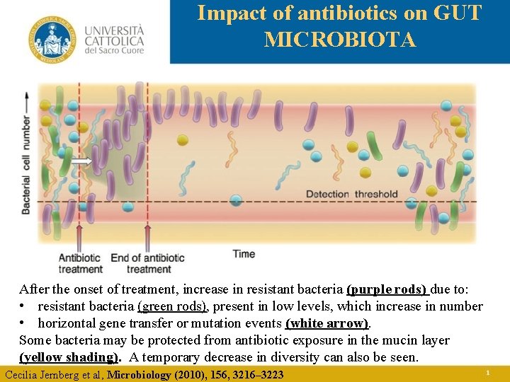 Impact of antibiotics on GUT MICROBIOTA After the onset of treatment, increase in resistant