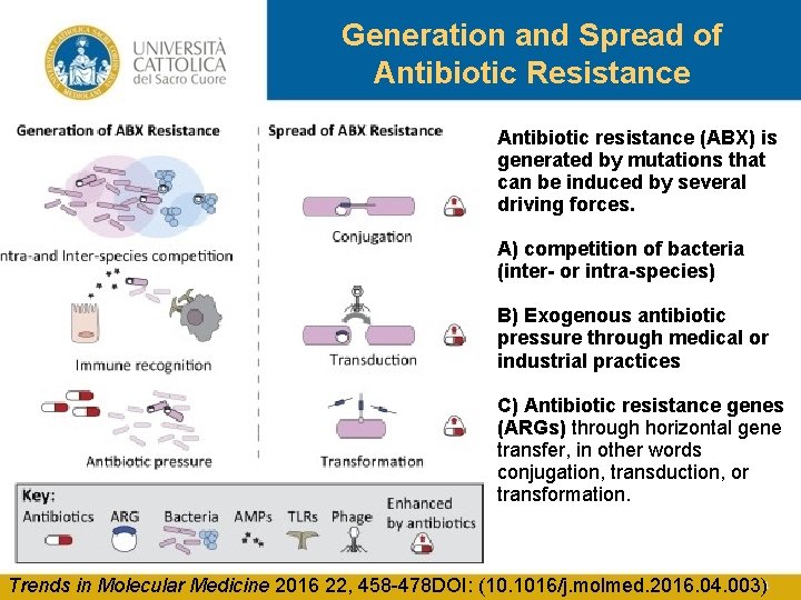 Generation and Spread of Antibiotic Resistance Antibiotic resistance (ABX) is generated by mutations that