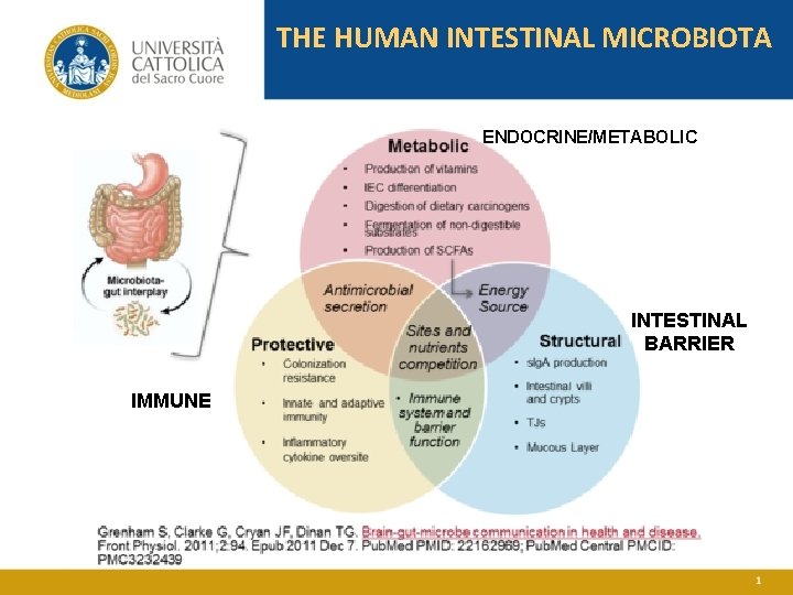 THE HUMAN INTESTINAL MICROBIOTA ENDOCRINE/METABOLIC INTESTINAL BARRIER IMMUNE 