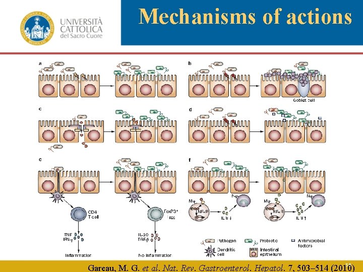 Mechanisms of actions 56 Gareau, M. G. et al. Nat. Rev. Gastroenterol. Hepatol. 7,