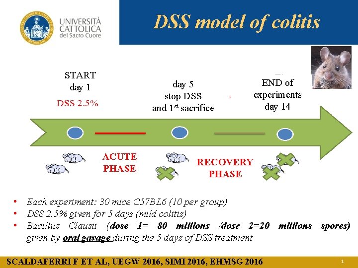 DSS model of colitis START day 1 day 5 stop DSS and 1 st