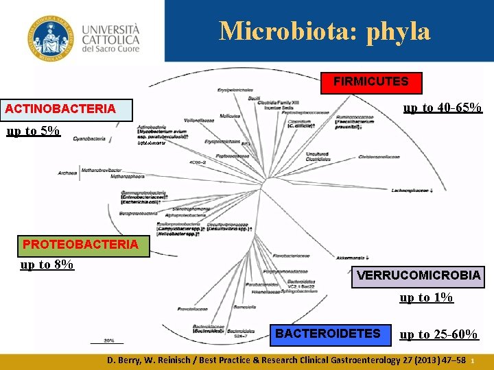 Microbiota: phyla FIRMICUTES up to 40 -65% ACTINOBACTERIA up to 5% bifidobacteria PROTEOBACTERIA up