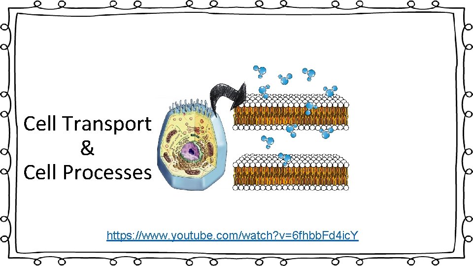 Cell Transport & Cell Processes https: //www. youtube. com/watch? v=6 fhbb. Fd 4 ic.