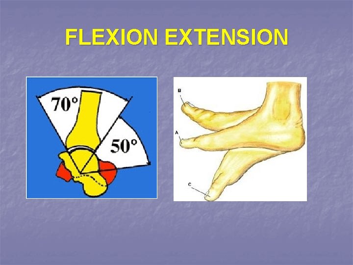 FLEXION EXTENSION 