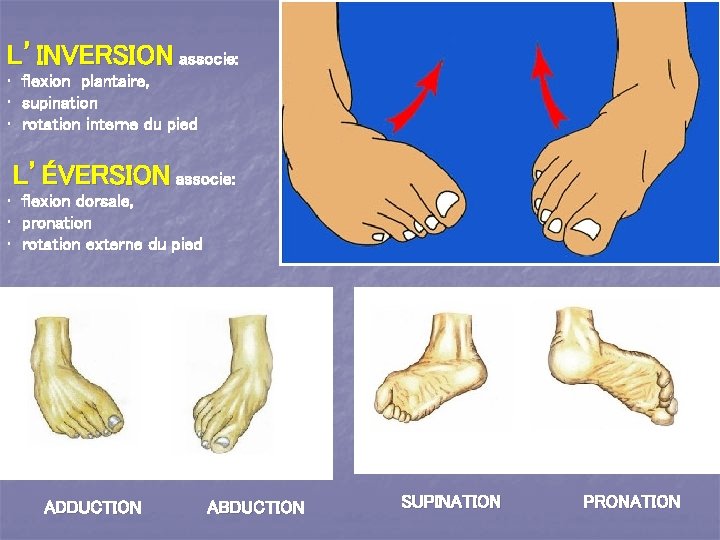 L’INVERSION associe: • flexion plantaire, • supination • rotation interne du pied L’ÉVERSION associe: