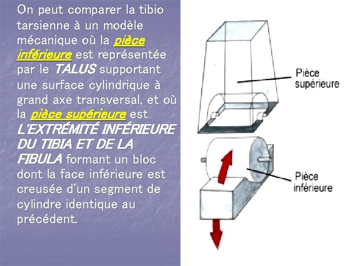 On peut comparer la tibio tarsienne à un modèle mécanique où la pièce inférieure